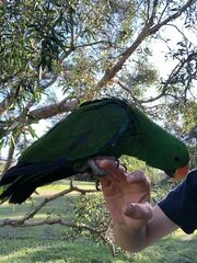 Eclectus roratus