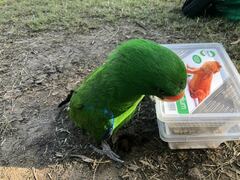 Eclectus roratus