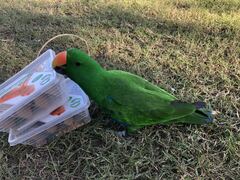 Eclectus roratus