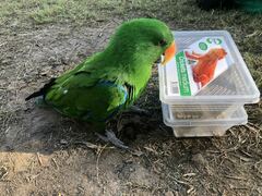 Eclectus roratus