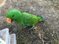 Eclectus roratus