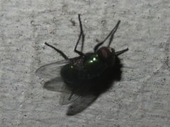 Neomyia cornicina