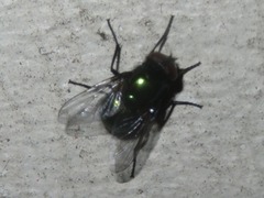 Neomyia cornicina