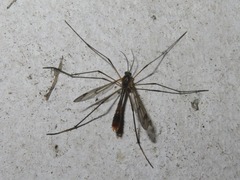 Ptychoptera albimana