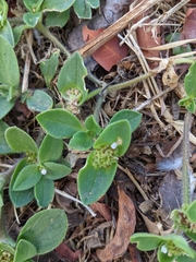 Richardia brasiliensis