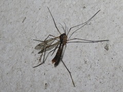 Ptychoptera albimana