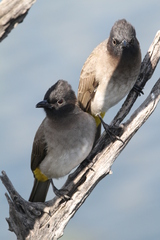 Pycnonotus barbatus layardi