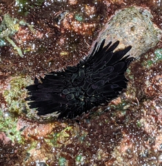 Echinometra oblonga