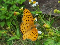 Argynnis hyperbius hyperbius