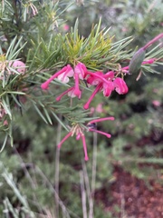 Grevillea rosmarinifolia