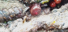 Actinia tenebrosa