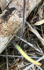 Caladenia venusta