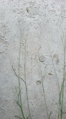 Festuca japonica