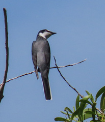 Pericrocotus divaricatus