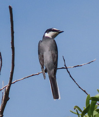 Pericrocotus divaricatus