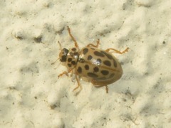Anisosticta novemdecimpunctata