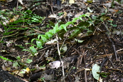 Acanthisitta chloris