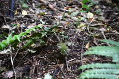Acanthisitta chloris