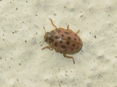 Anisosticta novemdecimpunctata