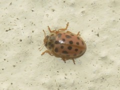 Anisosticta novemdecimpunctata