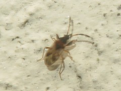 Scolopostethus thomsoni