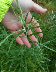 Senecio quadridentatus