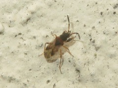 Scolopostethus thomsoni