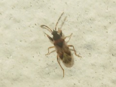 Scolopostethus thomsoni