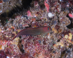Red-Head Blenny photo 2