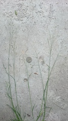 Festuca japonica