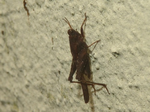Slender Groundhopper, Voorschoten, Nederland, photo 6 of 10