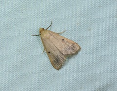 Maradana fuscolimbalis