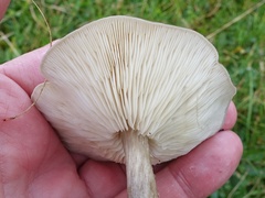 Melanoleuca melaleuca