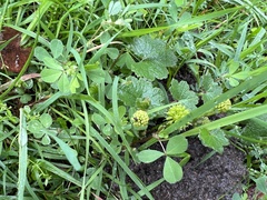 Hydrocotyle laxiflora