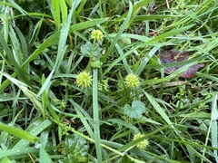 Hydrocotyle laxiflora