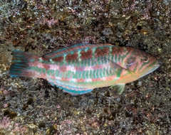 Thalassoma trilobatum