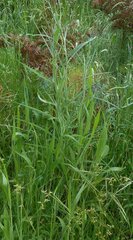 Senecio quadridentatus