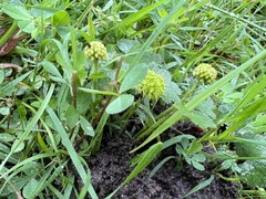 Hydrocotyle laxiflora