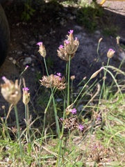 Petrorhagia nanteuilii