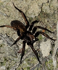 Uliodon