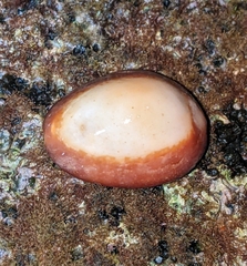 Monetaria caputophidii