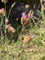 Petrorhagia nanteuilii
