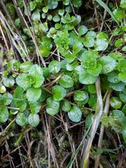 Epilobium rotundifolium