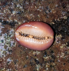 Monetaria caputophidii