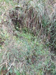 Epilobium rotundifolium