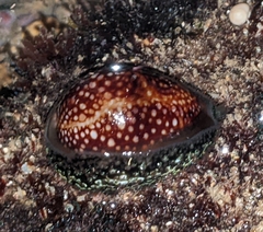 Monetaria caputophidii