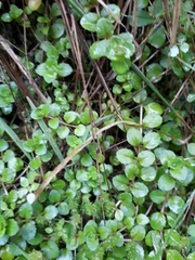Epilobium rotundifolium