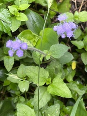 Eupatorieae