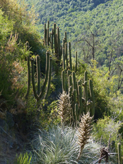 Trichocereus chiloensis