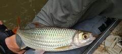 Brycinus